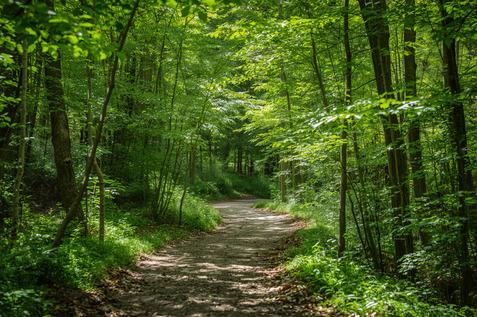 Radweg im Wald Radweg im Wald
